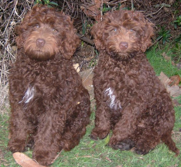 labradoodles puppies for sale. but Bitch puppy for sale