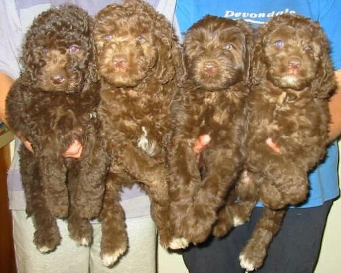 pictures of labradoodle puppies pictures of labradoodle puppies pictures of labradoodle puppies pictures of labradoodle puppies