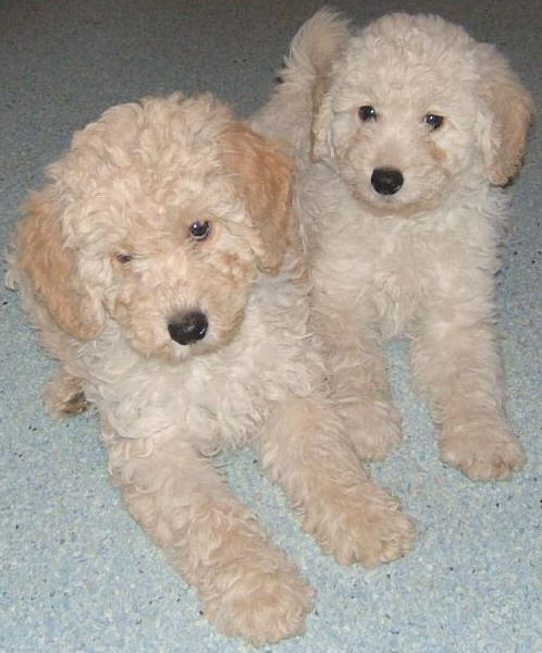labradoodle puppies for sale in alabama pin schnoodles for sale in mobile alabama classified hoodbizorg on labradoodle puppies for sale in alabama pin schnoodles for sale in mobile alabama classified hoodbizorg on