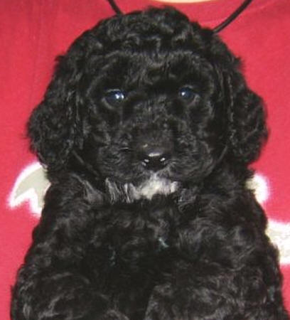 Labradoodle Puppies on Valley View Dogs Australian Black Labradoodle Puppies   Dogs