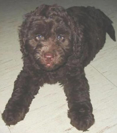 Labradoodle Puppies on Valley View Dogs Chocolate Labradoodle Puppies Picture   Dogs