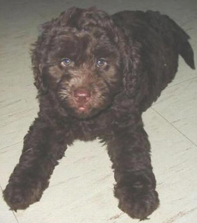 Labradoodle Puppies on Valley View Dogs Chocolate Labradoodle Puppies Picture Dogs