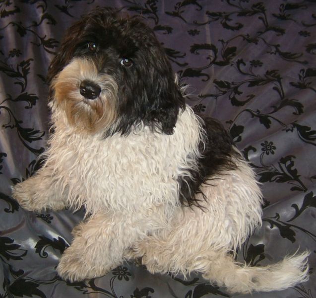 labradoodles puppies for sale. Labradoodle Puppies For Sale