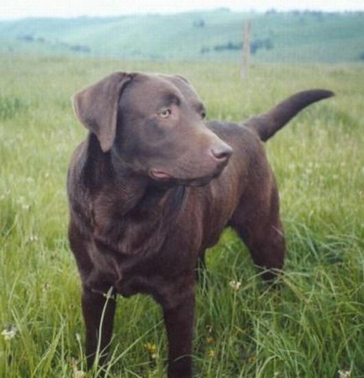 chocolate labrador puppies. Cobber - Chocolate Labrador -