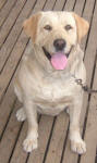 Goldie - Yellow Labrador