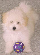 Maltese Poodle - Chloe