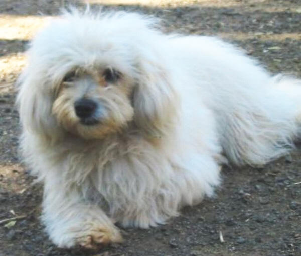 maltese-poodle-kenny.jpg