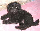 Maltese Poodle - Zac