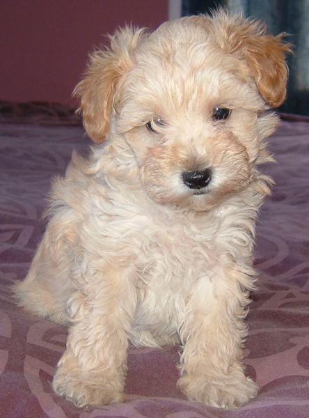 Schnoodle Teddy Bear