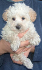 White Schnoodle Vall