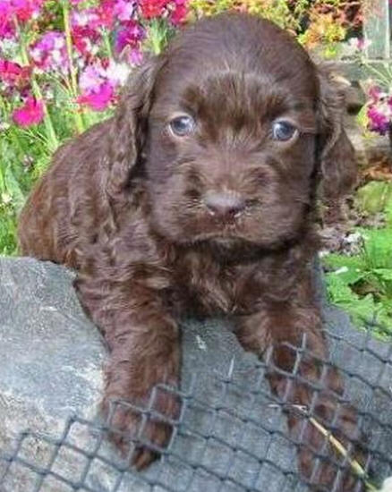 spoodle puppies pictures of spoodle puppies spoodle puppies pictures of spoodle puppies