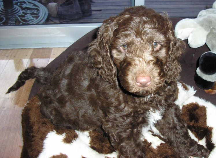 labradoodles fully grown. Chocolate Labradoodle - Max