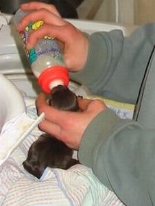 Puppy bottle feeding