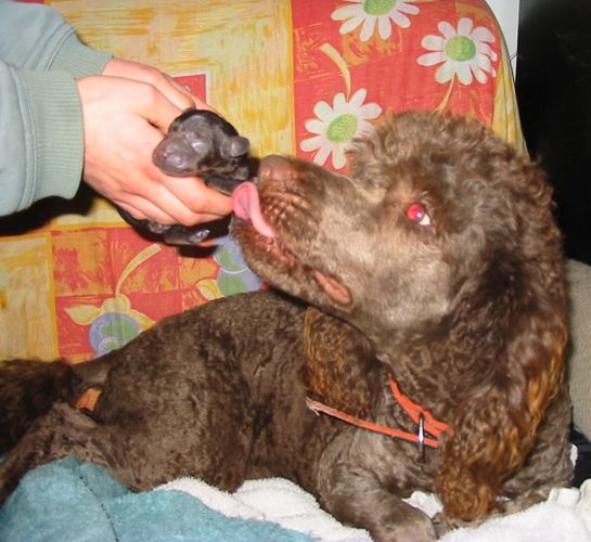 Labradoodle mother licking her baby