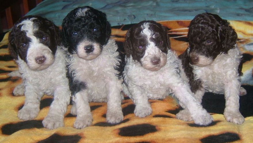 Four cute parti labradoodle puppies sitting on a bed