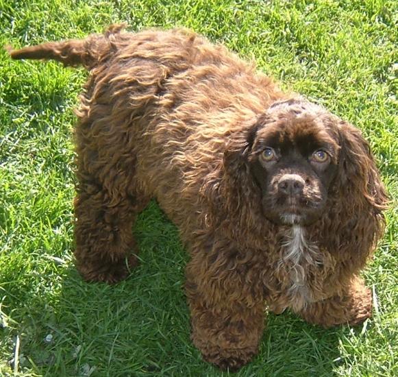 labradoodle and cocker spaniel