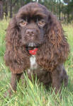 Ashley - Chocolate American Cocker Spaniel