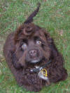 American Cocker Spaniel Ashley