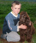 Chocky Chick - Chocolate English Cocker Spaniel