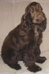 Chocky Chick - Chocolate English Cocker Spaniel