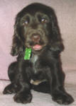 Chocky Chick - Chocolate English Cocker Spaniel