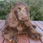 Coco - Chocolate English Cocker Spaniel