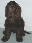 Coco - Chocolate English Cocker Spaniel