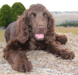 Coco - Chocolate English Cocker Spaniel