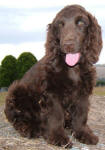 Coco - Chocolate English Cocker Spaniel