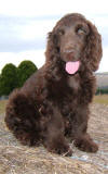 English Cocker Spaniel Coco