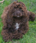 Sasha - Chocolate American Cocker Spaniel