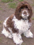 Chico - Chocolate American Cocker Spaniel