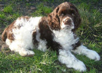 Chico - Chocolate American Cocker Spaniel