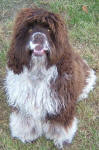 Chico - Chocolate American Cocker Spaniel