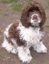 American Cocker Spaniel Chico