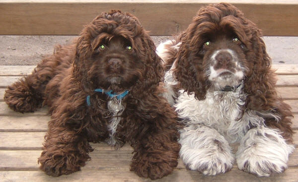 Chocolate Spoodles