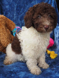 Labradoodle Puppy For Sale