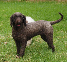 Medium Labradoodle