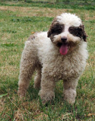 Miniature Poodle