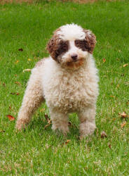 Miniature Poodle