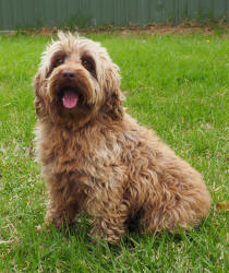 Miniature Spoodle