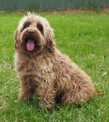 Miniature Spoodle