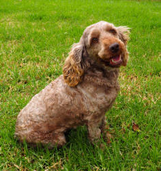 Miniature Spoodle