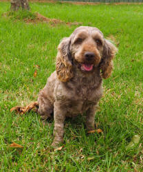 Miniature Spoodle