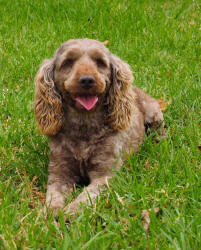 Miniature Spoodle