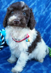 Schnoodle For Sale