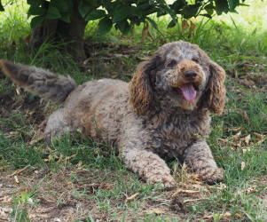 Retired Breeder