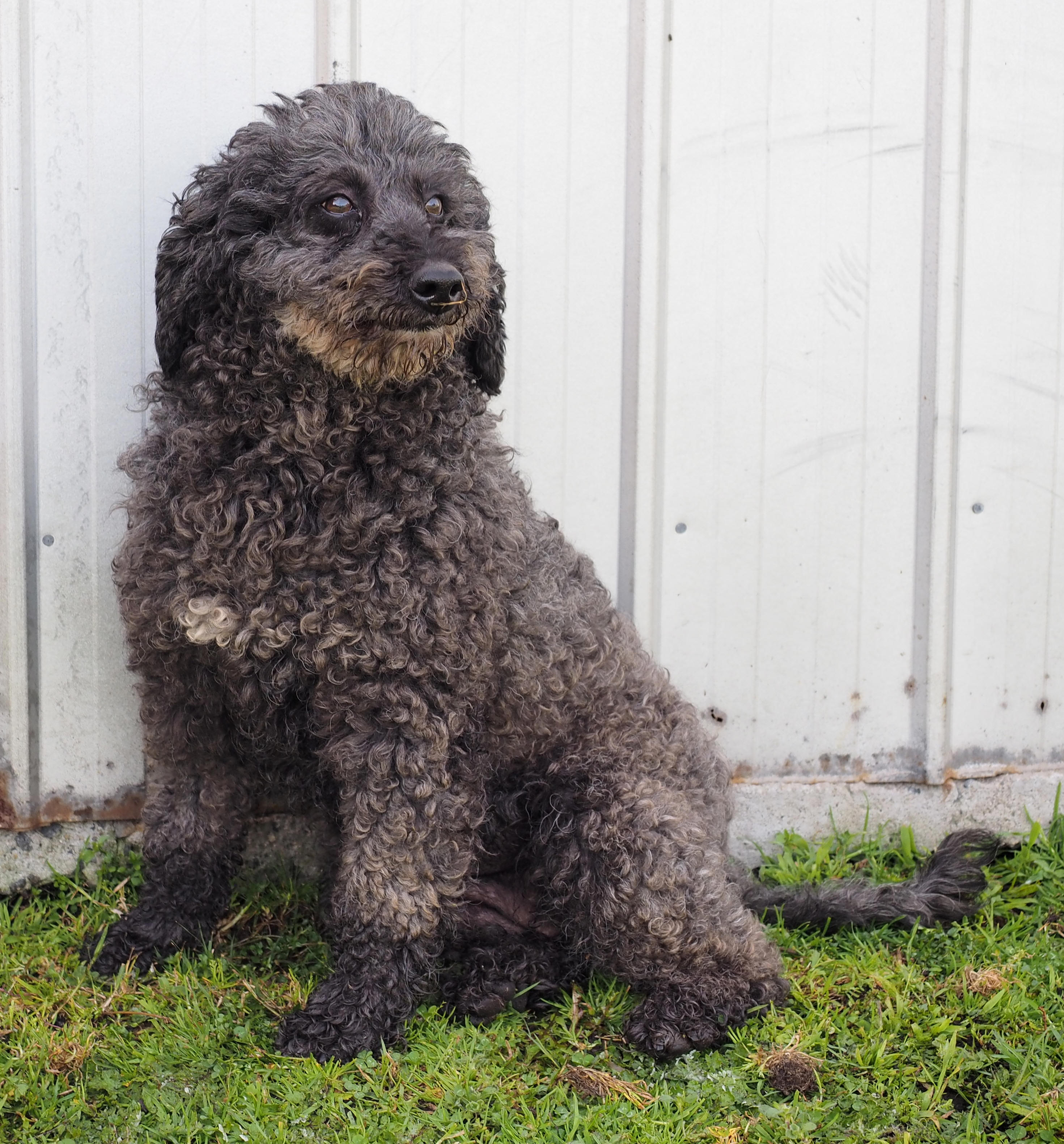 Curly labradoodle for sale hot sale