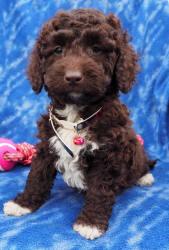 Miniature Labradoodle