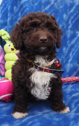 Miniature Labradoodle